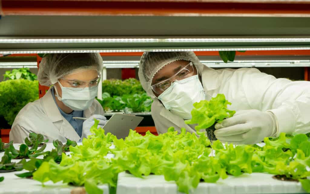 People Wearing Masks and Hairnets Assessing Vegetables in Factory