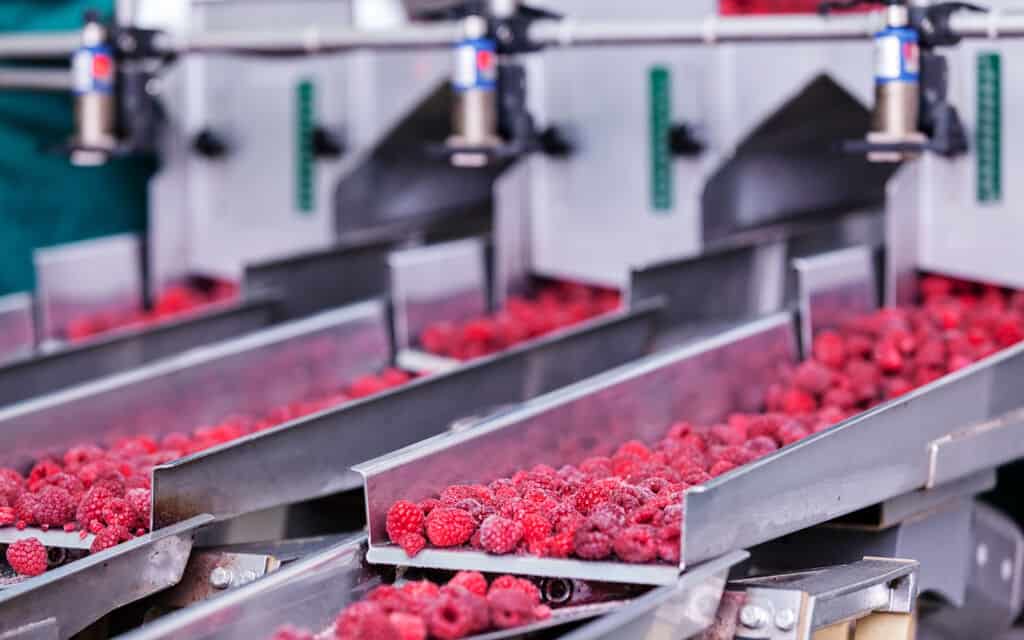 Side view of frozen raspberries being processed